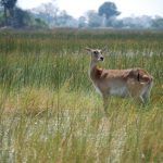 traveling to botswana